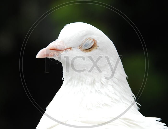 A Dove with its eye closed