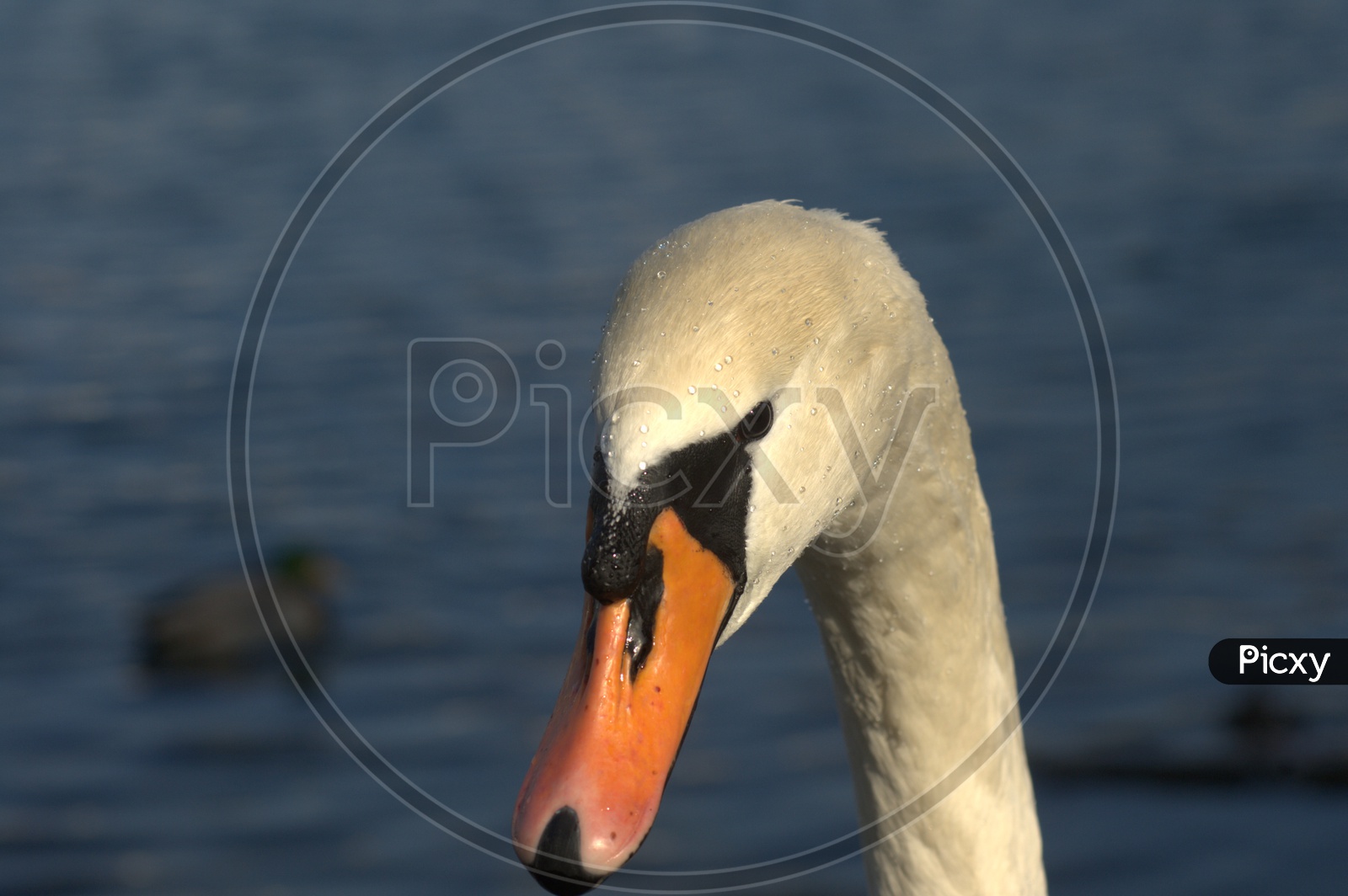 A Tundra Swan's beak