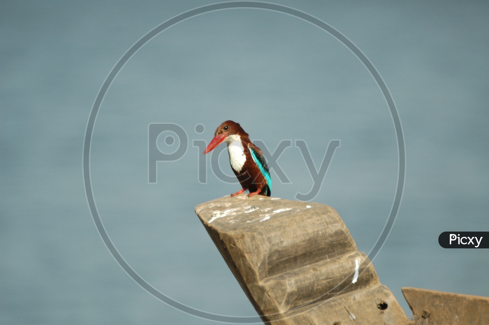 White throated kingfisher, also known as white breasted kingfisher