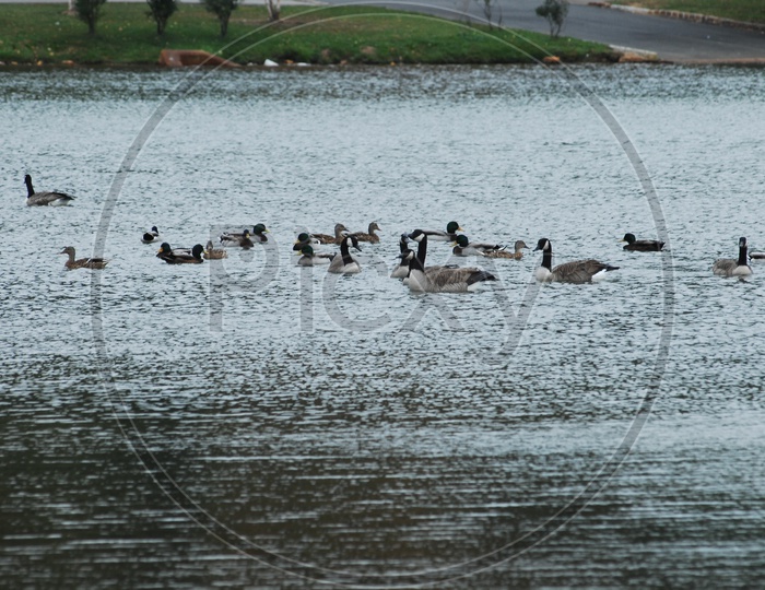 Mallard birds sailing in water