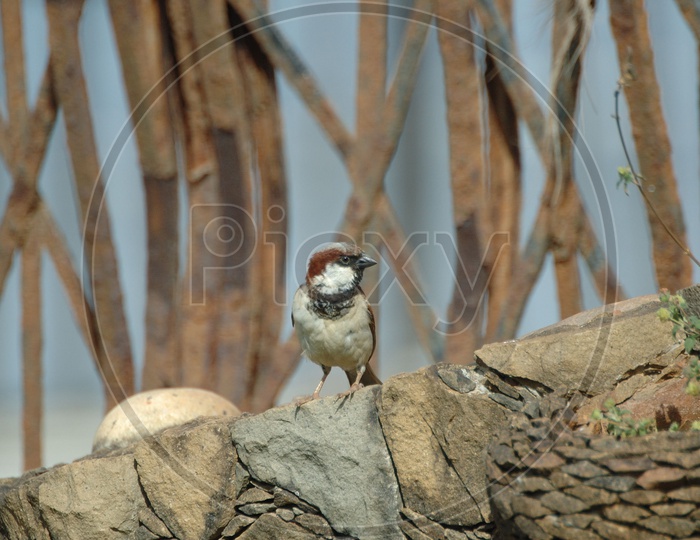 A House Sparrow looking side wards
