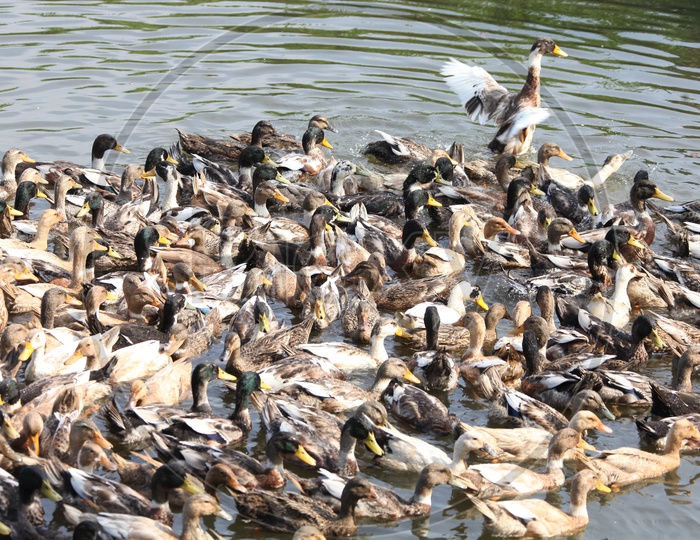 ducks sailing in water