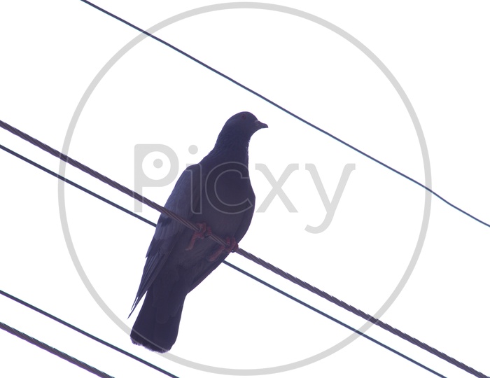 Pigeon bird standing on electric wire