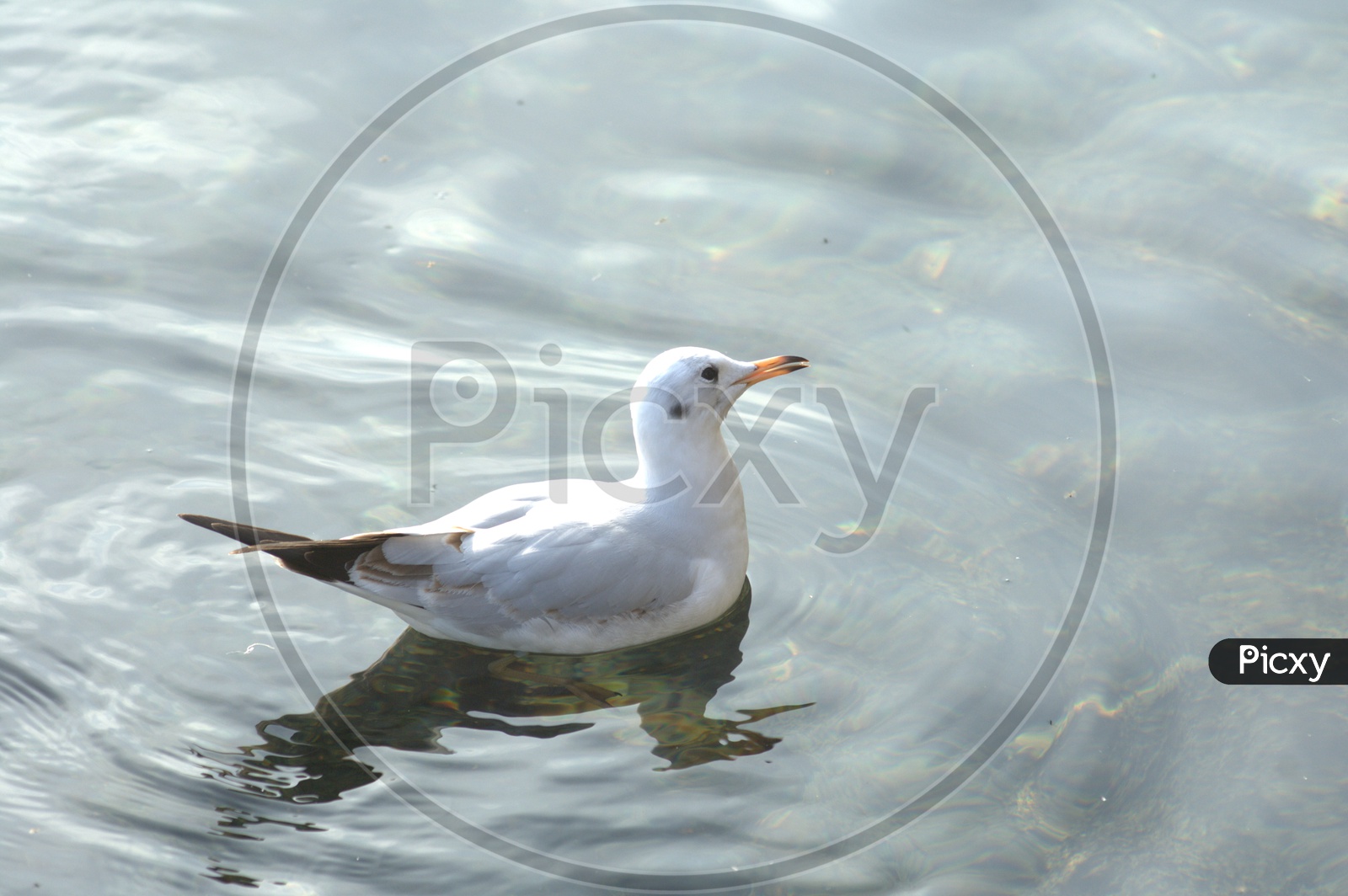 Sea gull swimming in water