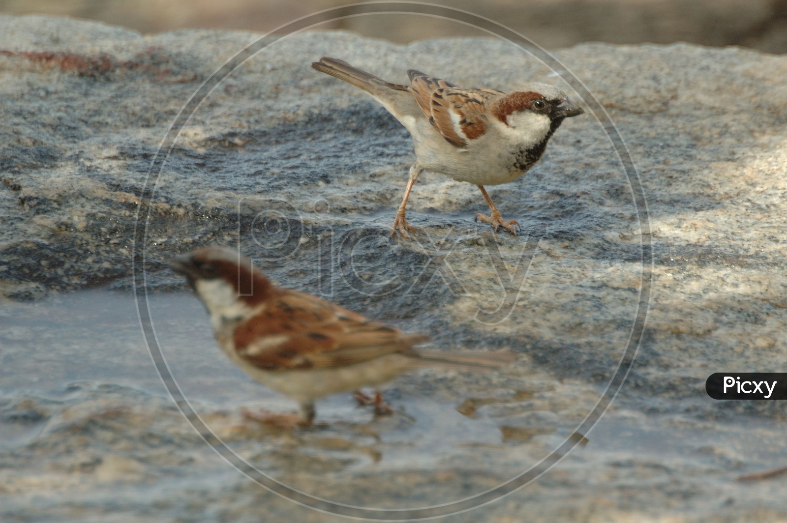 A couple of field sparrows playing in the water