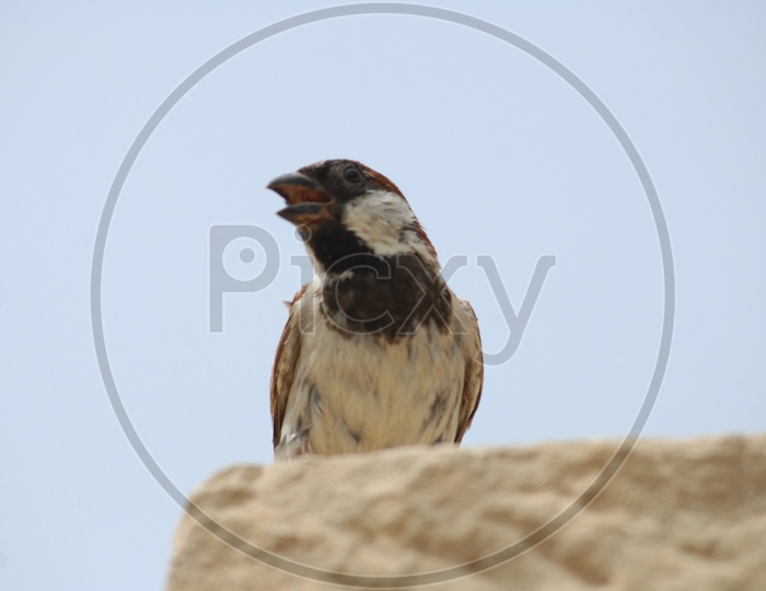 A house sparrow chirping