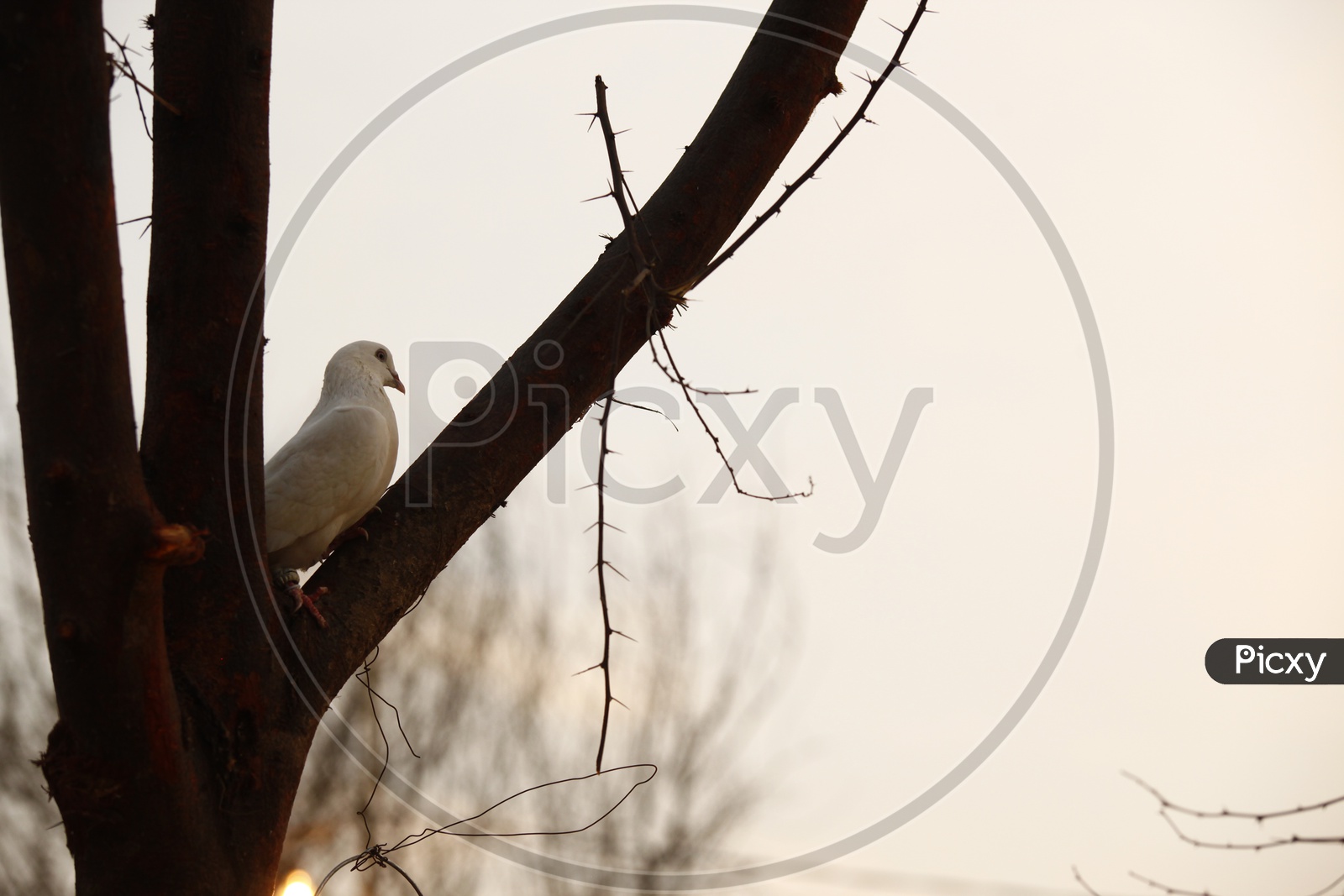 dove bird on tree