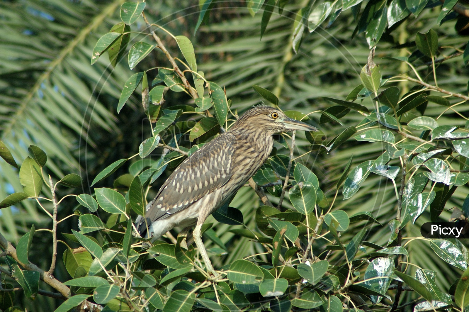 Night Heron on branches of a tree