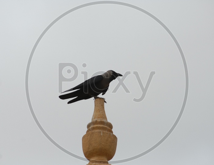 A crow on top of a pole
