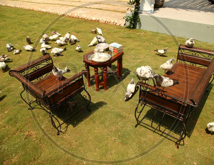 A flock of pigeon along the Teapoy and wooden chairs