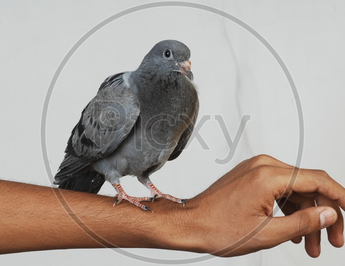 Pigeon bird standing on human hand