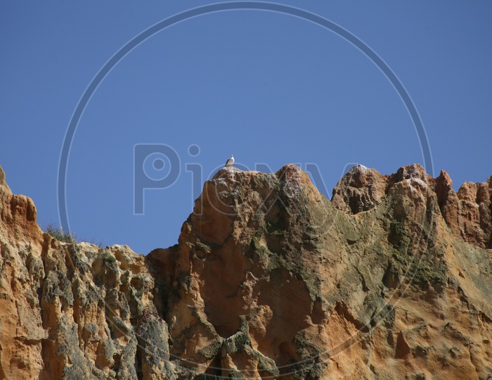 Sea gull on a cliff