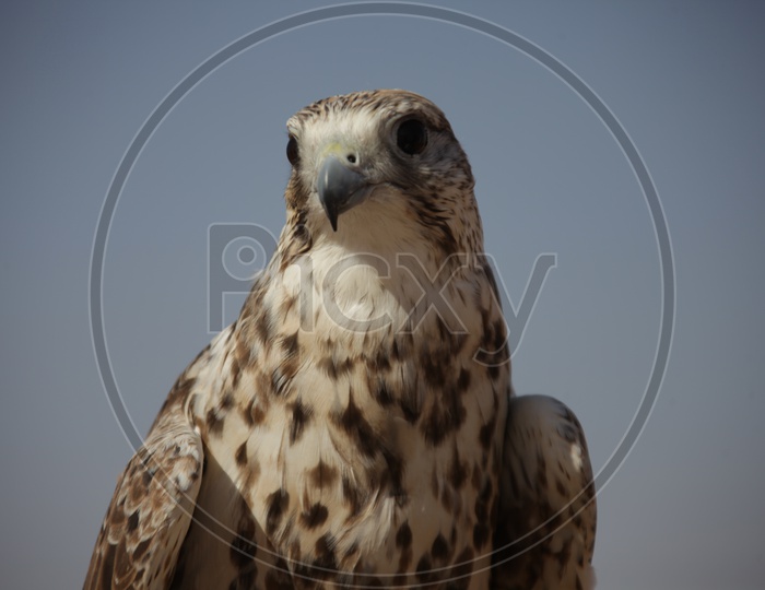 Close up shot of Hawk Bird