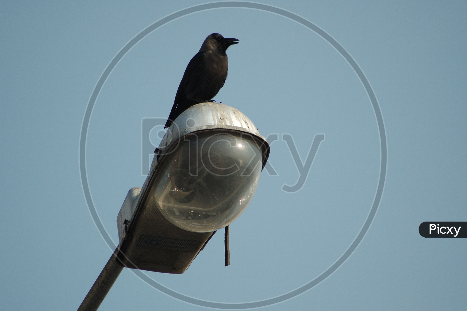 Crow on street light