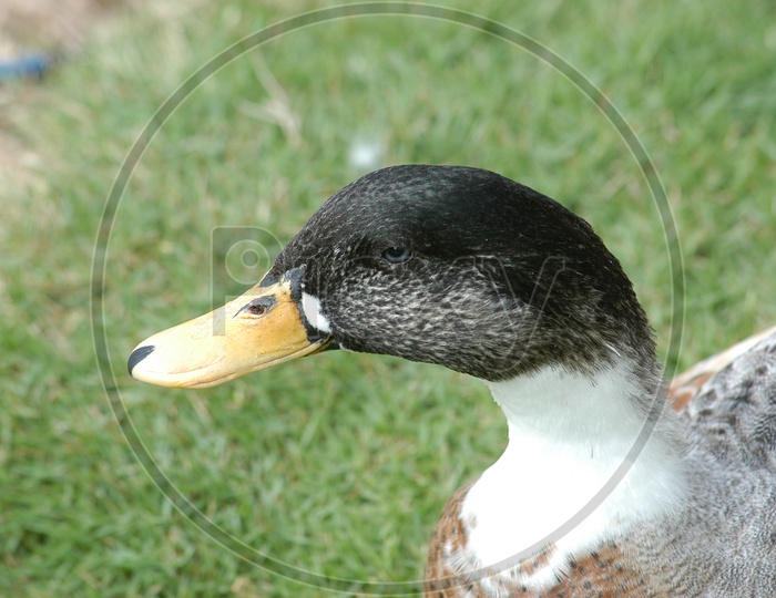 A Mallard Duck's beak