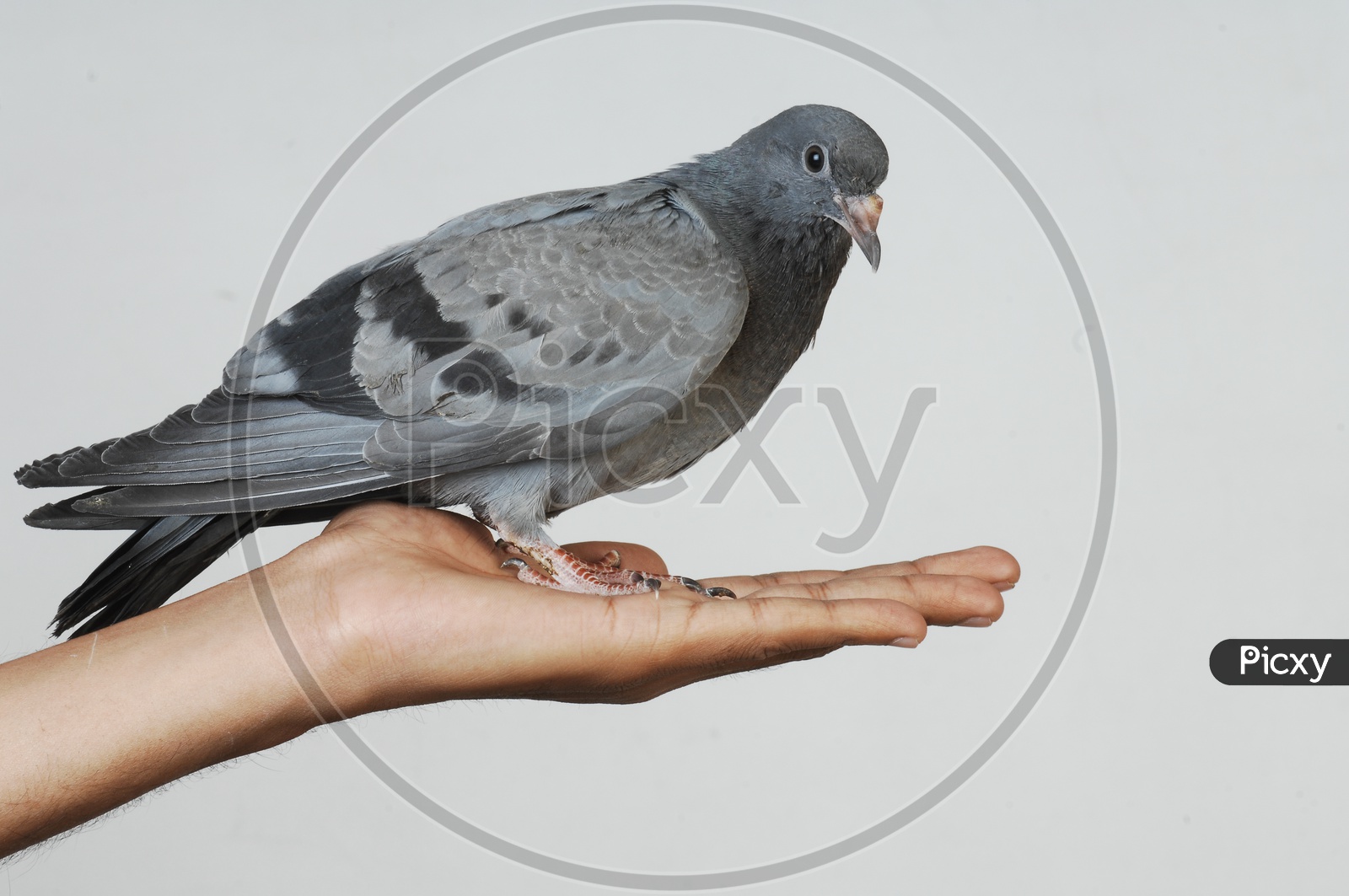 Pigeon bird standing on human hand