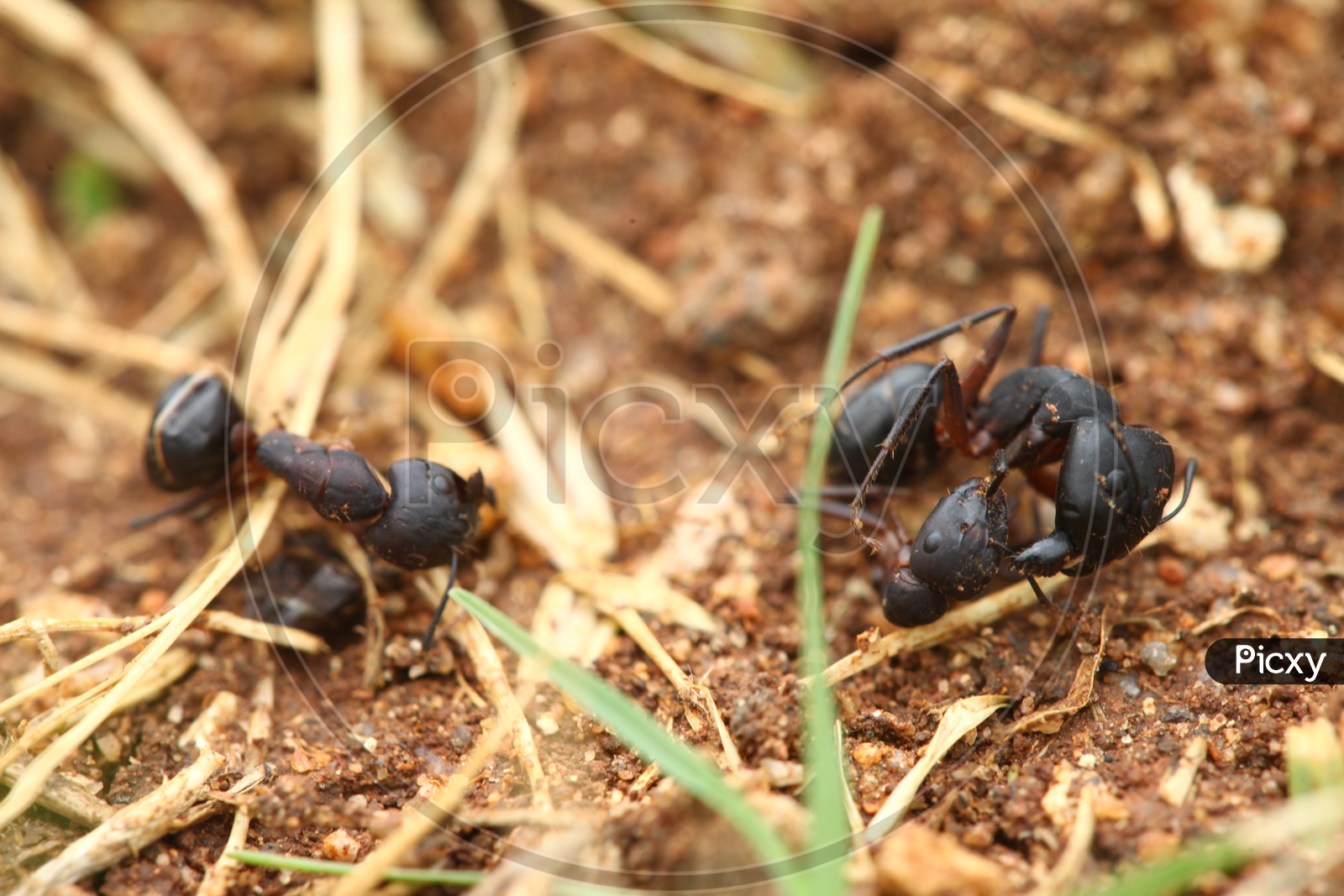 Black carpenter ants on the ground