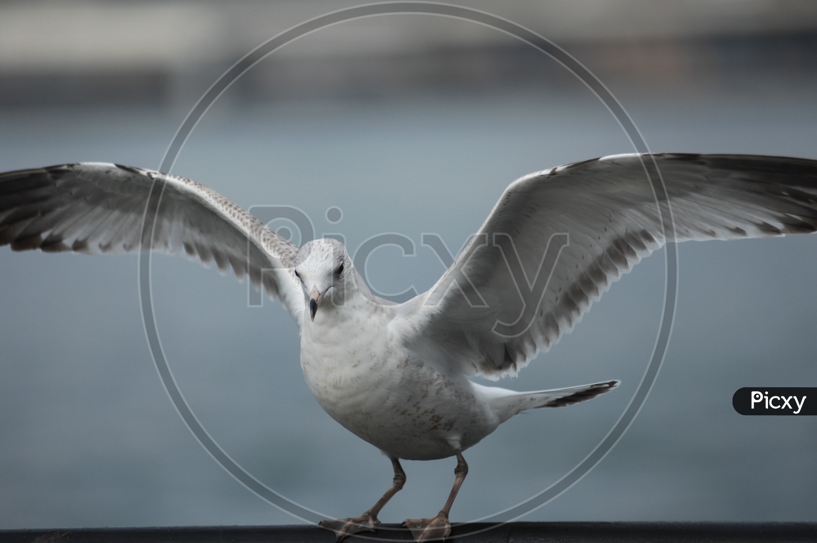 A Laughing Gull with its wings widespread