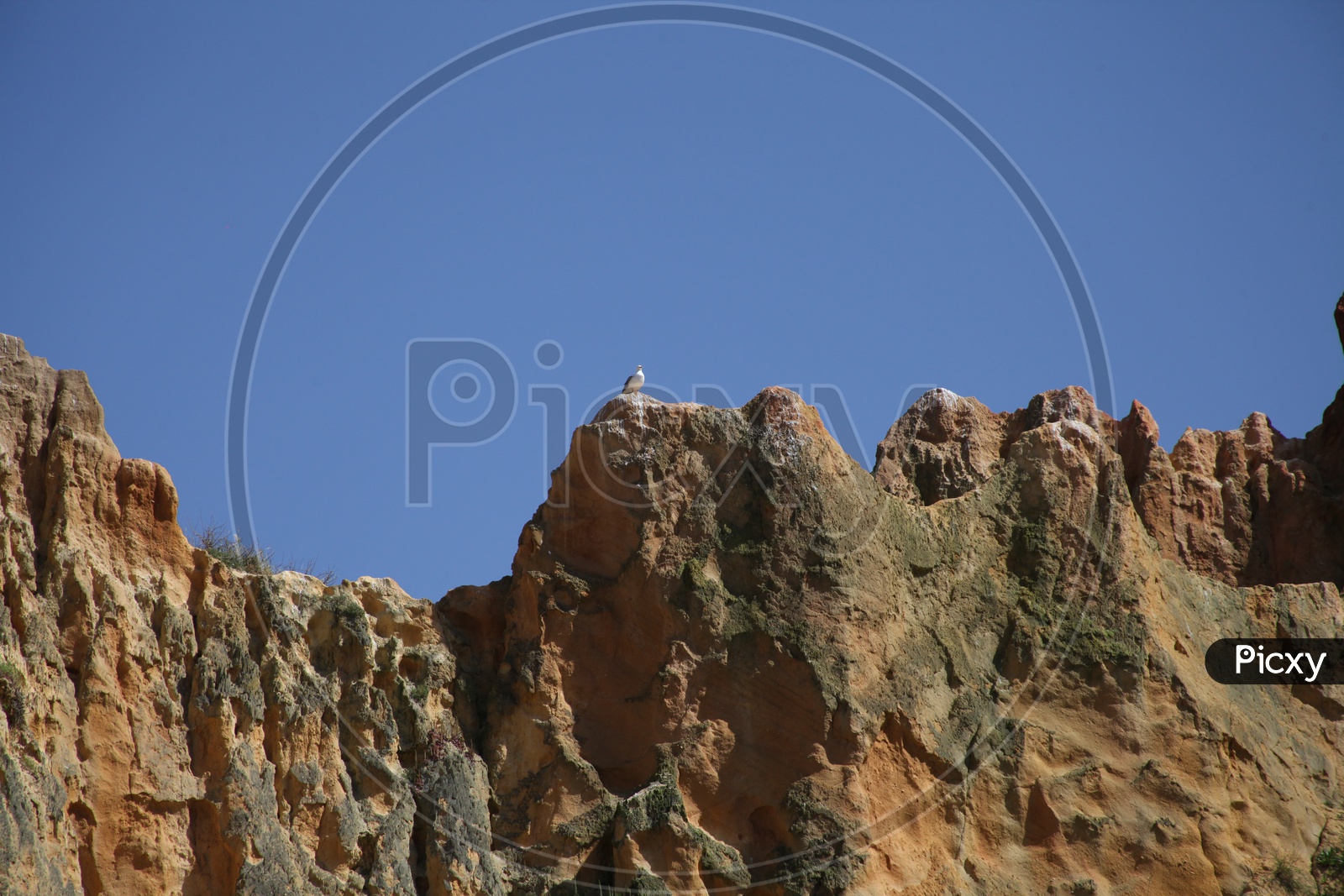 Sea gull on a cliff