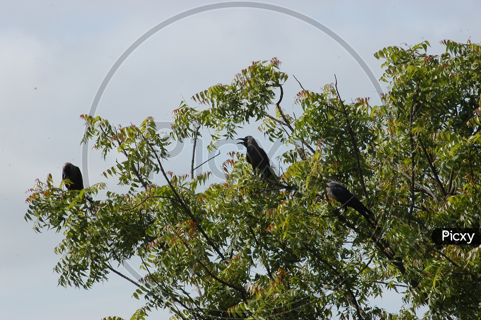 Crows on the branches of a neem tree