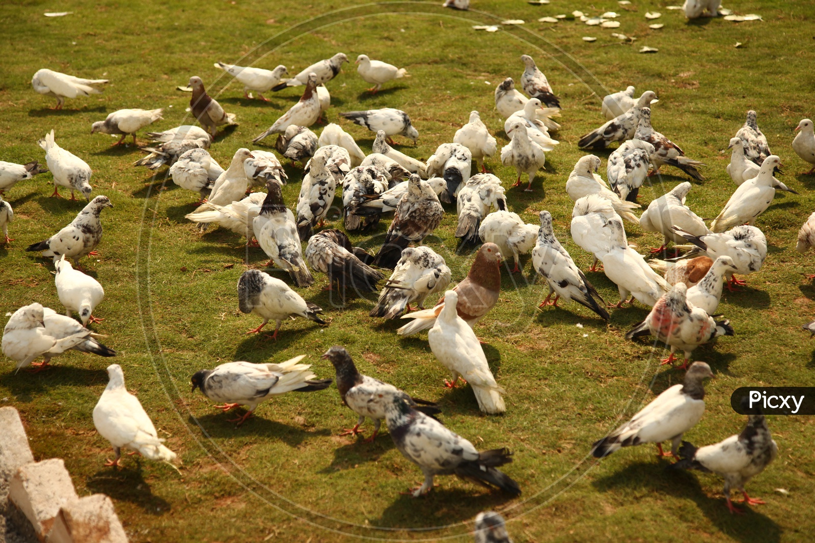 A Flock of Pigeon