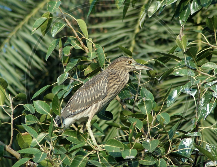 Night Heron on branches of a tree