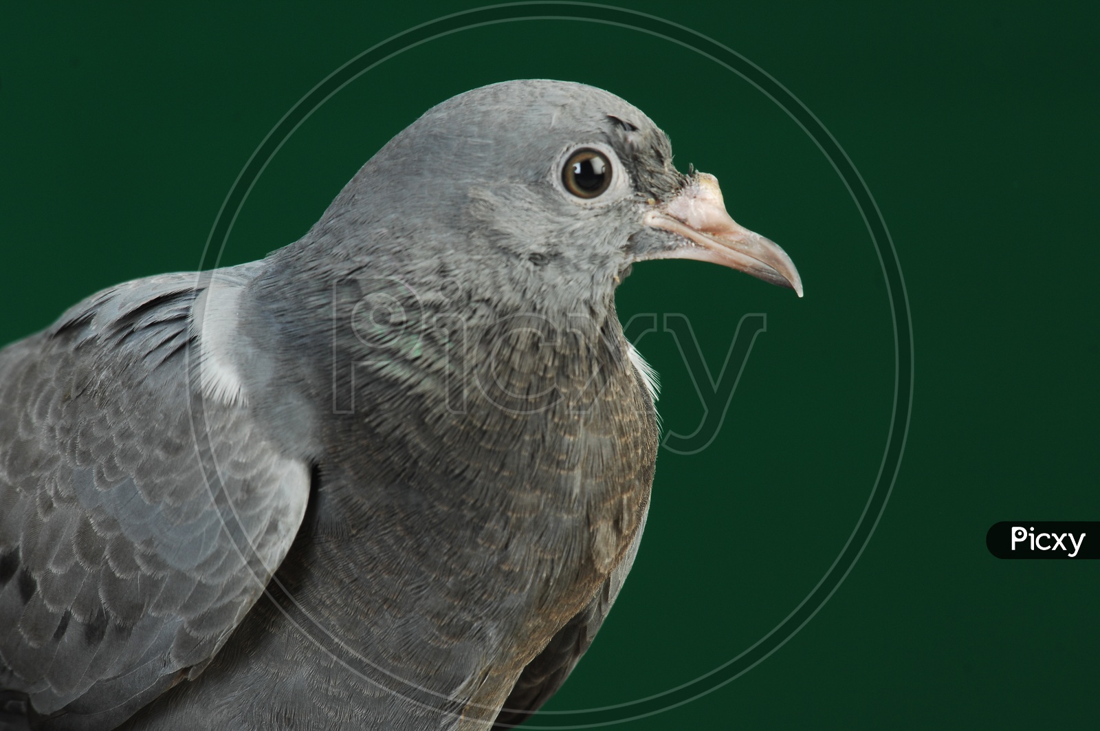 Close up shot of Pigeon bird