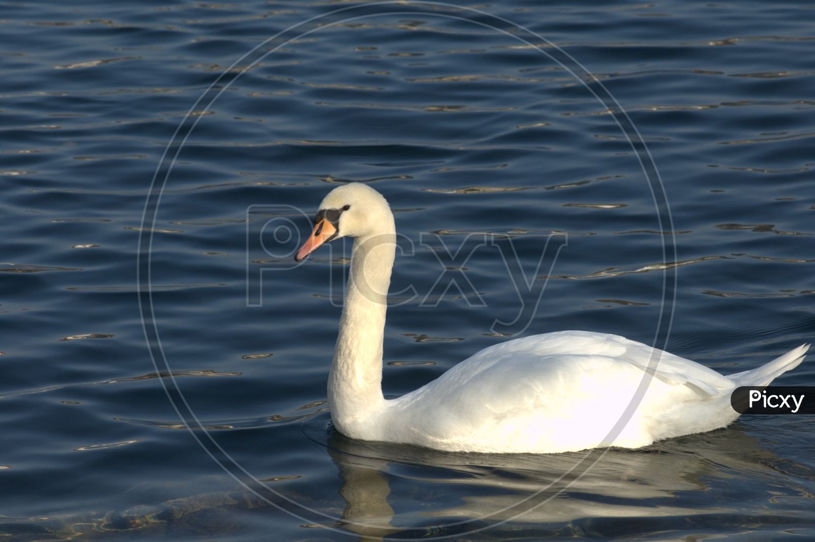 A Tundra Swan moving alongside on the water