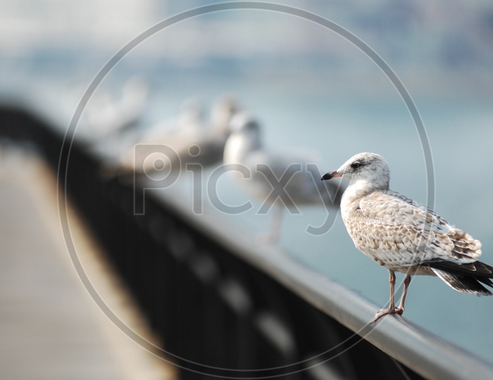 A Ring- billed gull standing on the iron rod