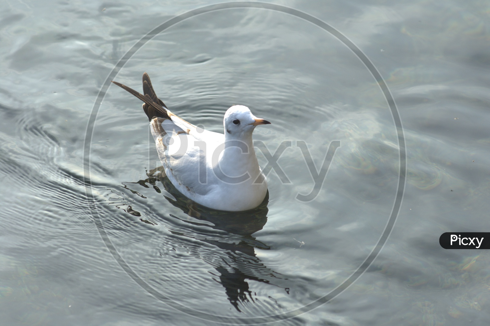 Sea gull swimming in water
