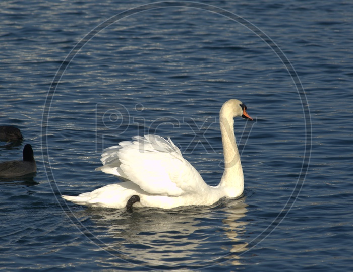 A Tundra Swan moving along on the pond water