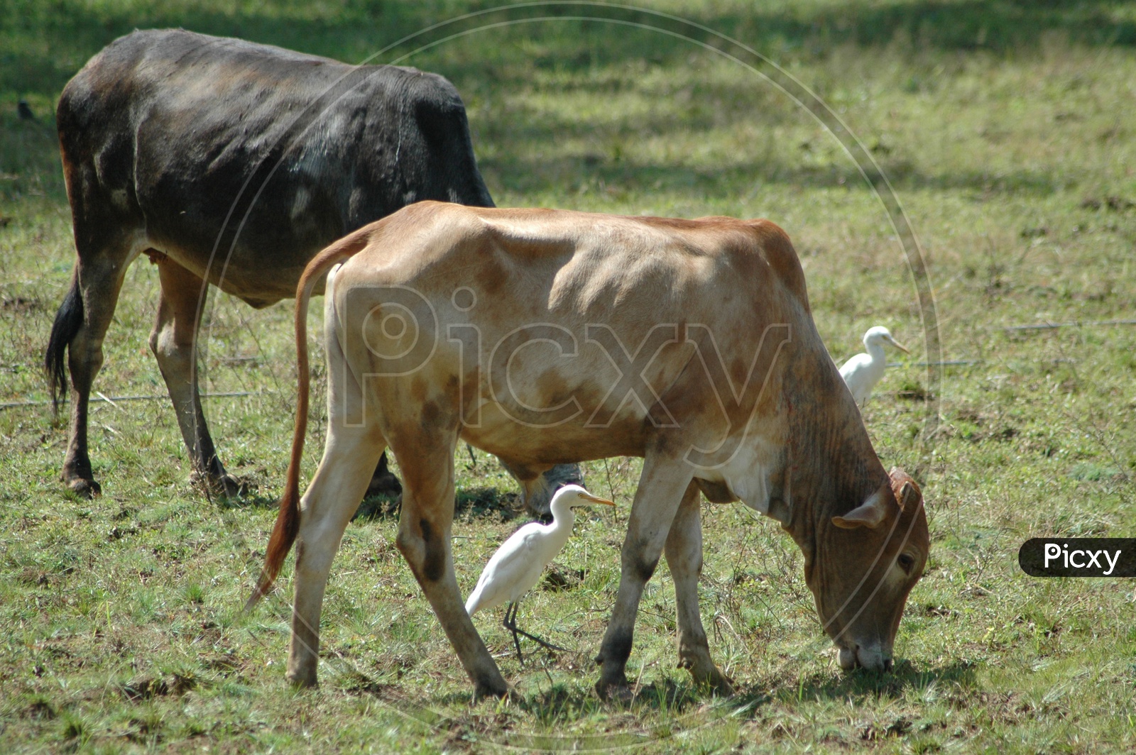 Cattle egrets foraging in the grass near an oxen