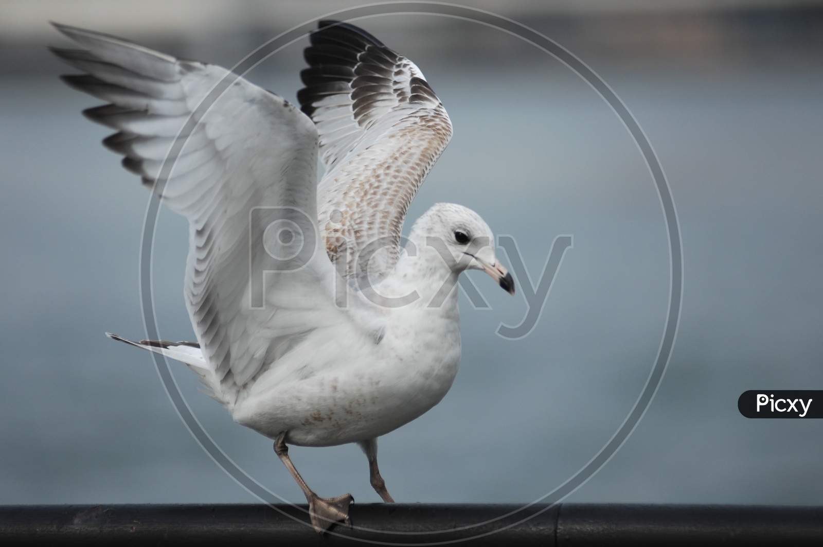 A Ring- billed gull getting ready to fly