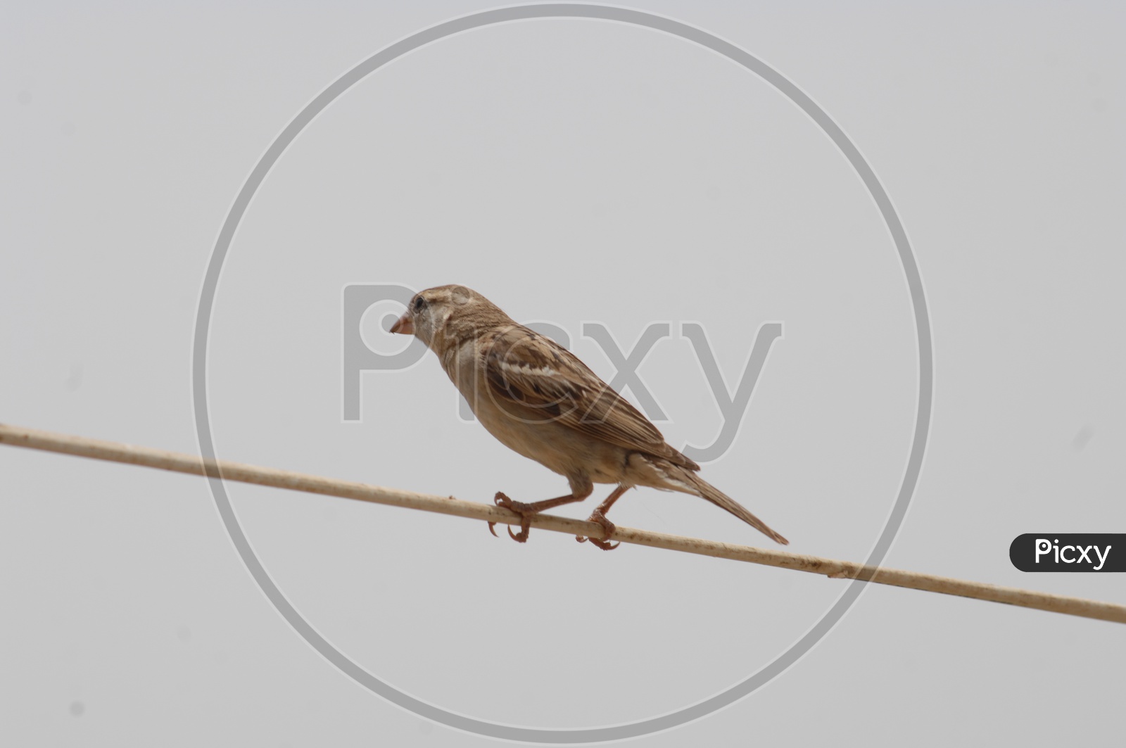 A house sparrow on the stick