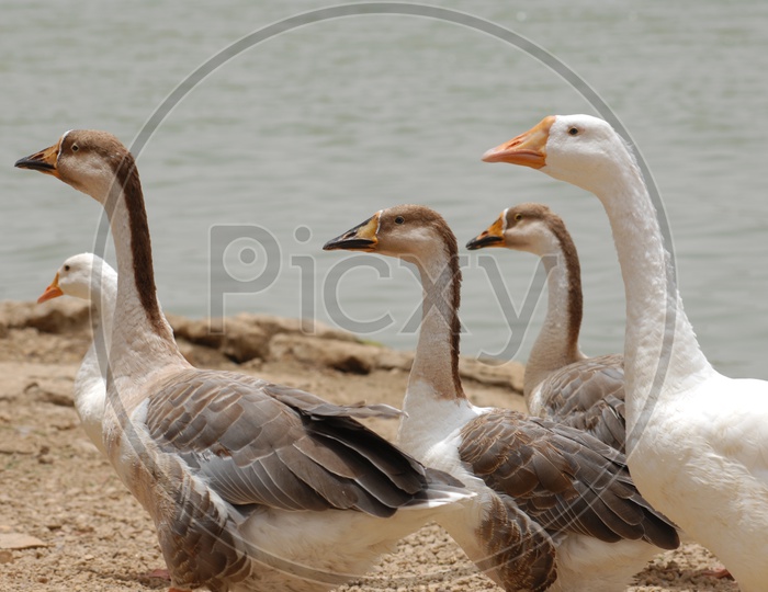 A Raft of Mallard Ducks