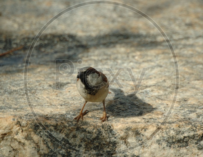 A house sparrow on the rock