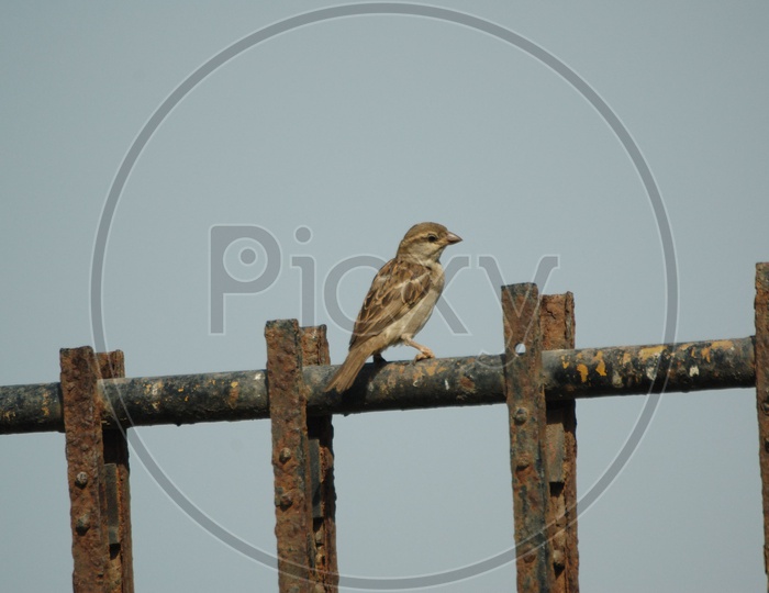 A Field Sparrow resting on the Iron Rod
