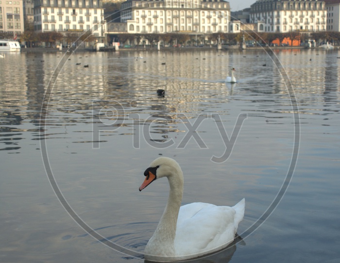 A Tundra Swan alongside the Prague Castle