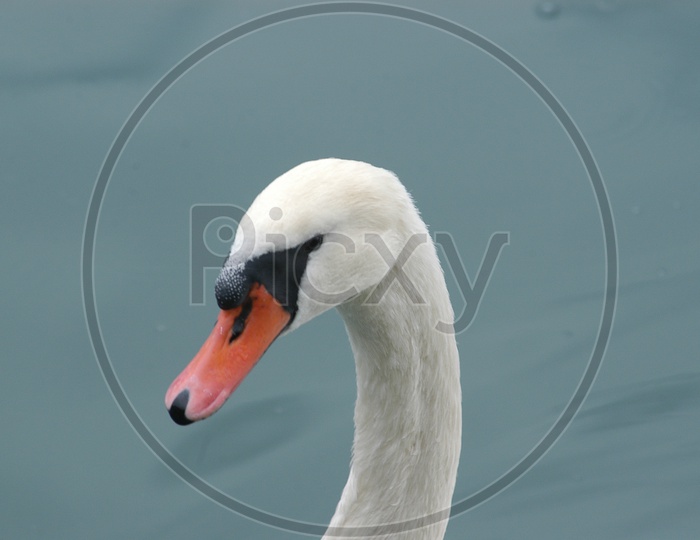 A Tundra swan's head
