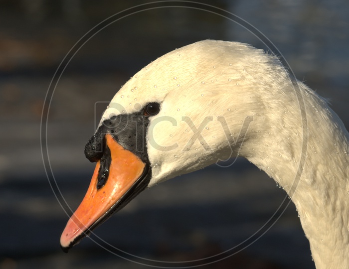 A Tundra Swan's head