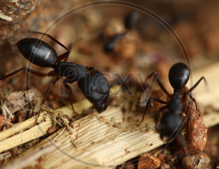 Black carpenter ants