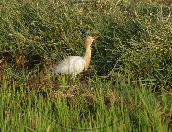 Cattle egret in the grass