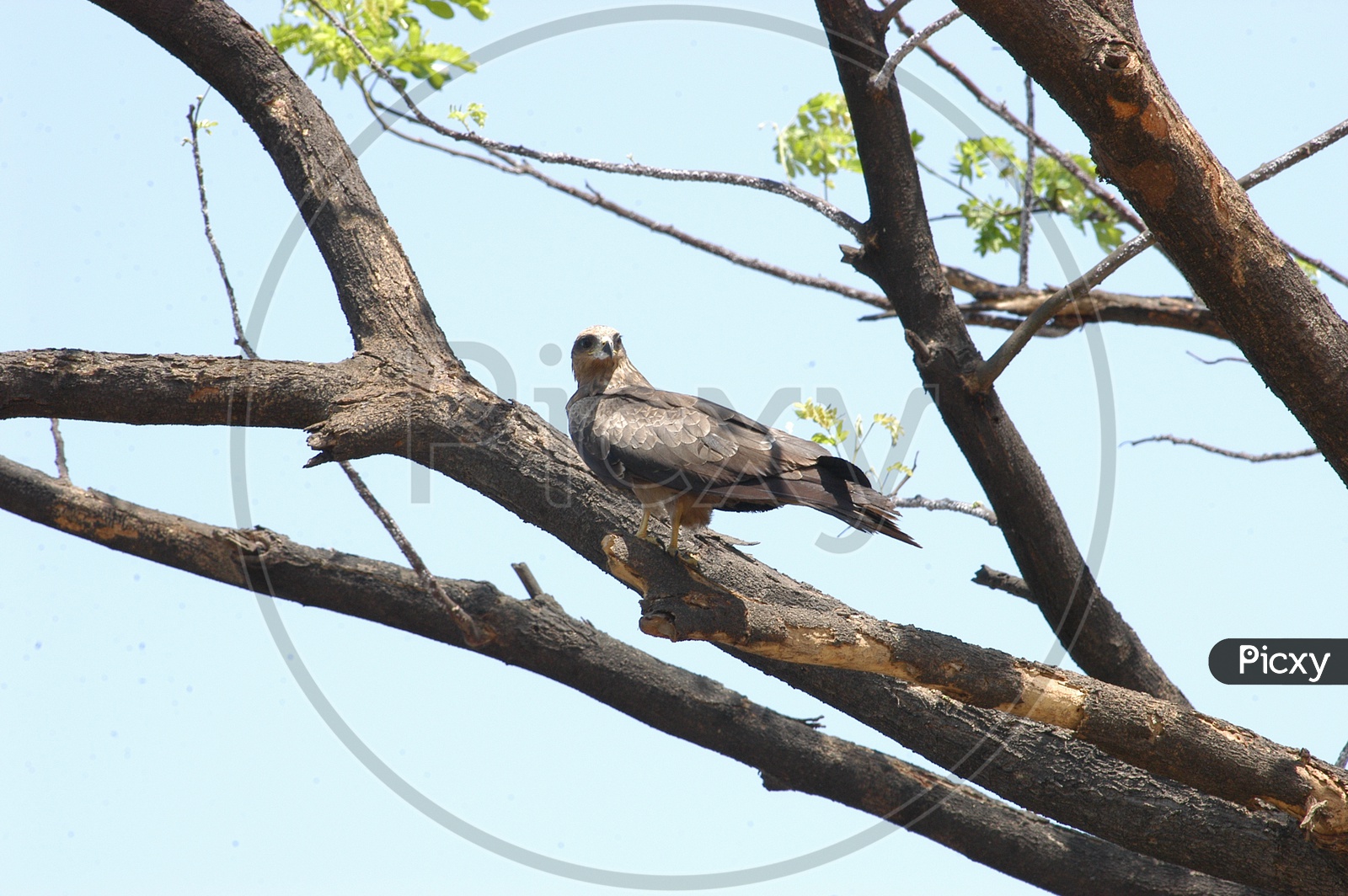 Buzzard on a tree branch