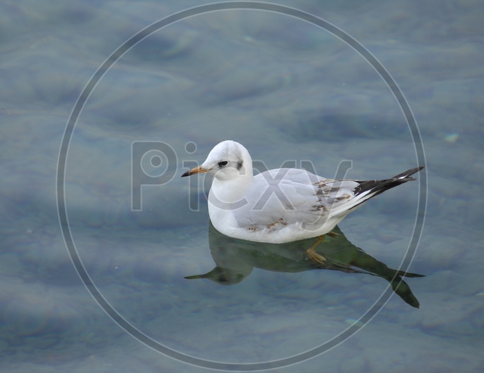 A Sanderling on the water