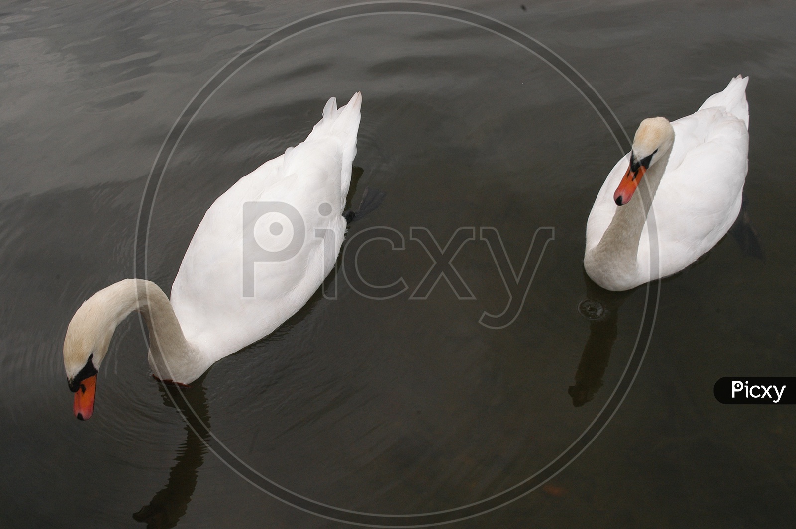 A couple of Tundra Swans moving on the pond water