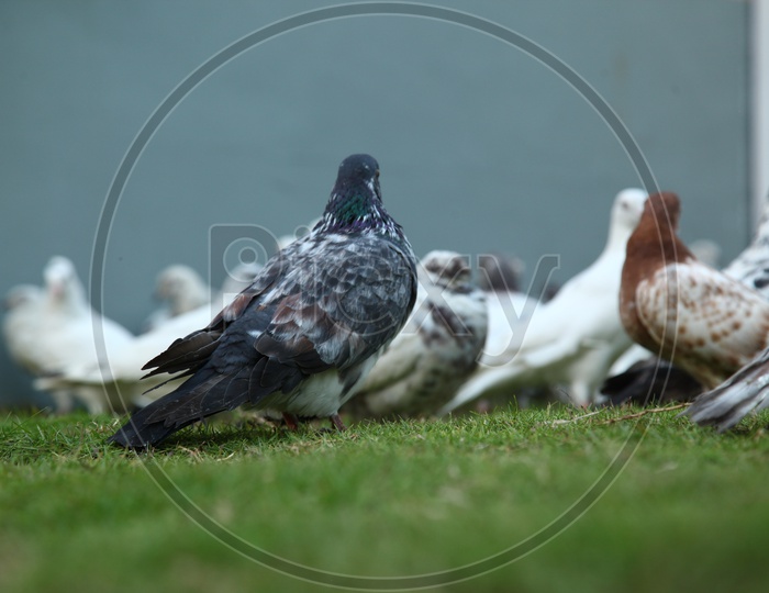 Pigeon birds