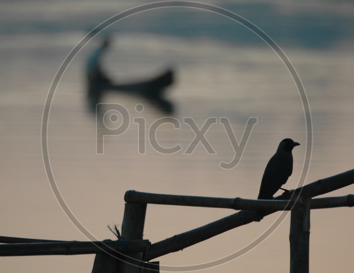Silhouette of crow on a bamboo pole