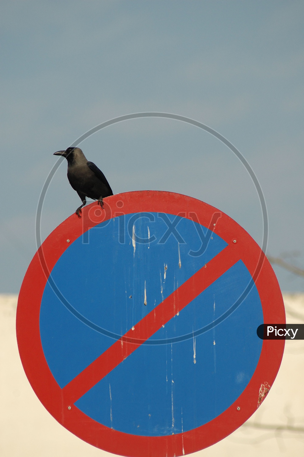 A crow on a 'no parking' sign board