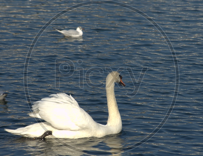 A Tundra Swan along its cygnets moving on the water
