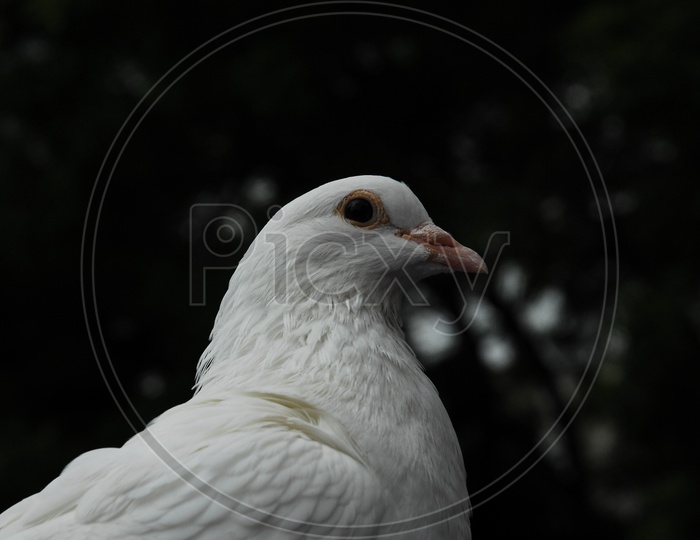 A Dove's eye